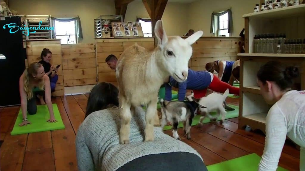 Goat yoga